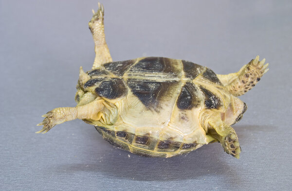 Tortoise