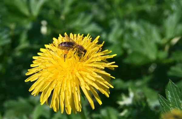 Μέλισσα συλλέγει νέκταρ από ένα λουλούδι — Φωτογραφία Αρχείου