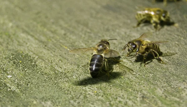 Arı döndürme — Stok fotoğraf