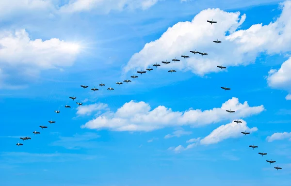 Vogel cluster — Stockfoto