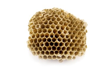 Wasp's honeycombs clipart