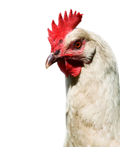 Testa di gallina — Foto Stock