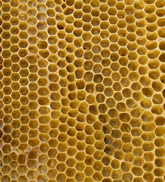 stock image Honeycombs