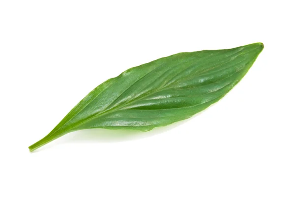 Leaf is isolated — Stock Photo, Image