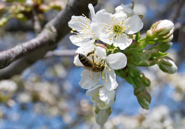 Eine Biene ist ein Schnittpunkt eine Blume — Stockfoto