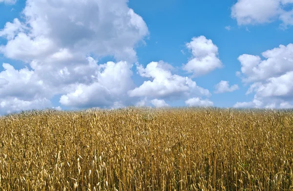 The field of oat — Stock Photo, Image