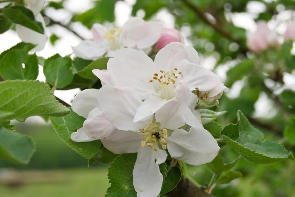 stock image Flowering of tree