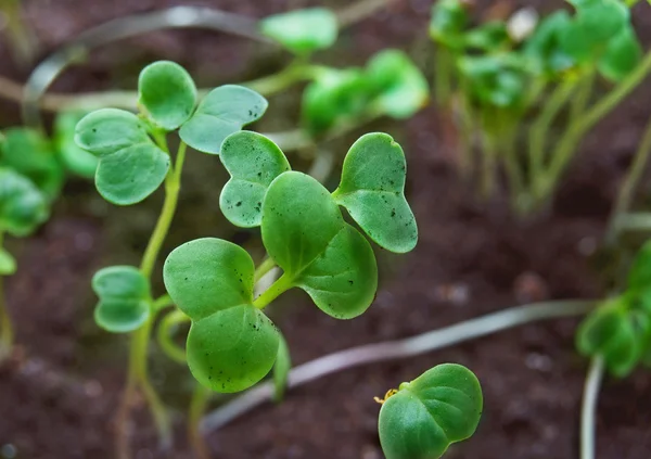 stock image Small green plants