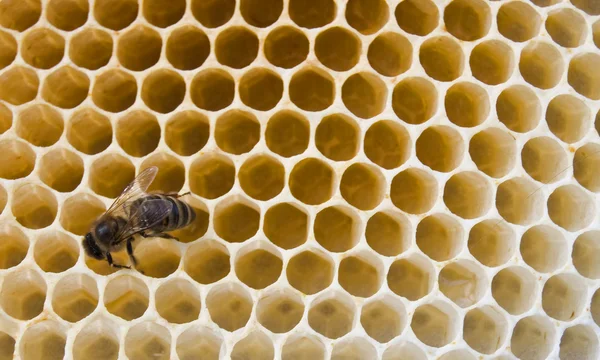 Uma abelha enche — Fotografia de Stock