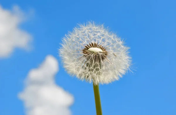 stock image Dandelion