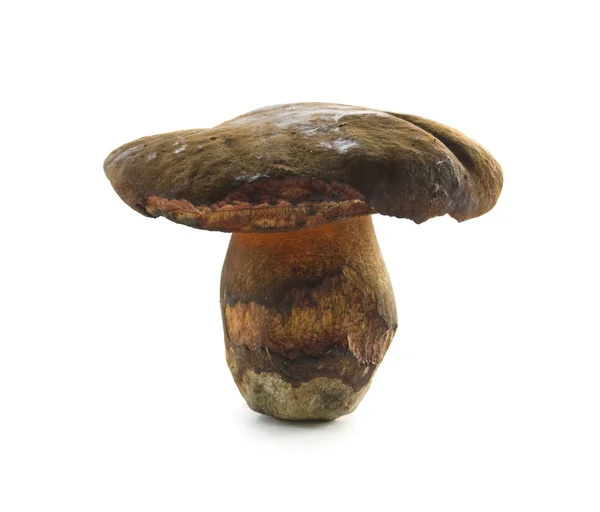 森林蘑菇 — 图库照片
