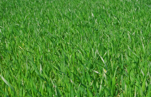 stock image Green grass