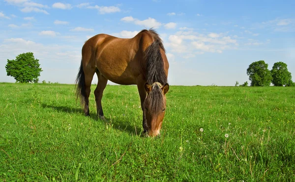 Koně odřeniny — Stock fotografie