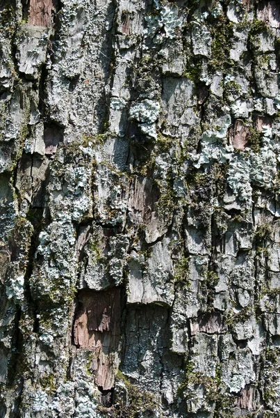 橡木树皮背景 — 图库照片