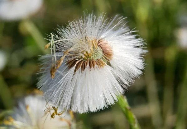 stock image White flower