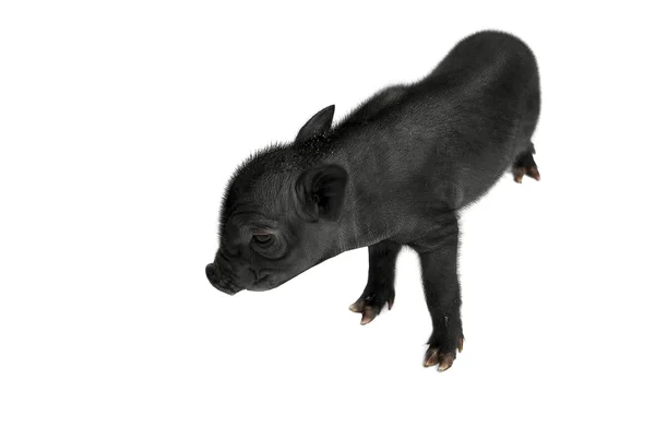Młoda świnia — Zdjęcie stockowe