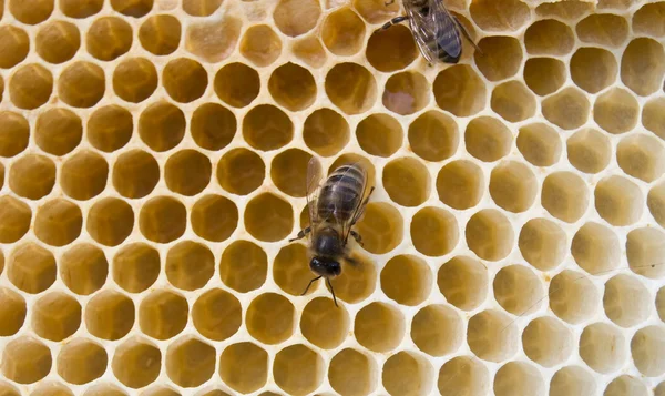 Een Bijen Vullingen Honingraten Verse Honing — Stockfoto