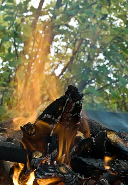 Brann Bakgrunnstrær – stockfoto