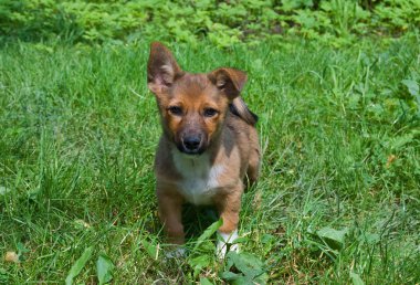 küçük köpek yeşil çimen