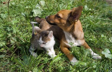 yavru kedi ve köpek