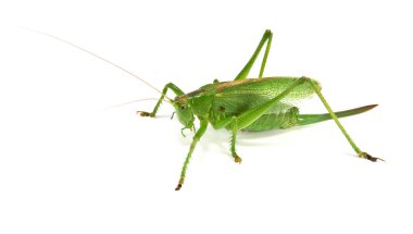 Locust isolated on a white background clipart