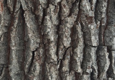 Bir meşe ağacının kabuğu Close-Up