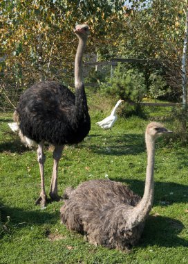 Ostriches are on a farm clipart