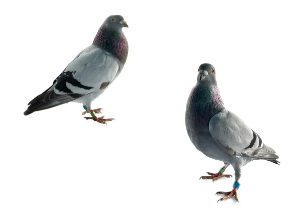 Deux Pigeons Gris Isolés Sur Fond Blanc — Photo