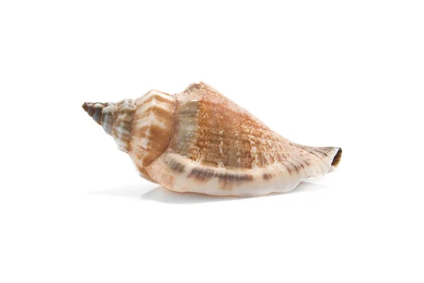 Sea Shell Isolated White Background — Stock Photo, Image
