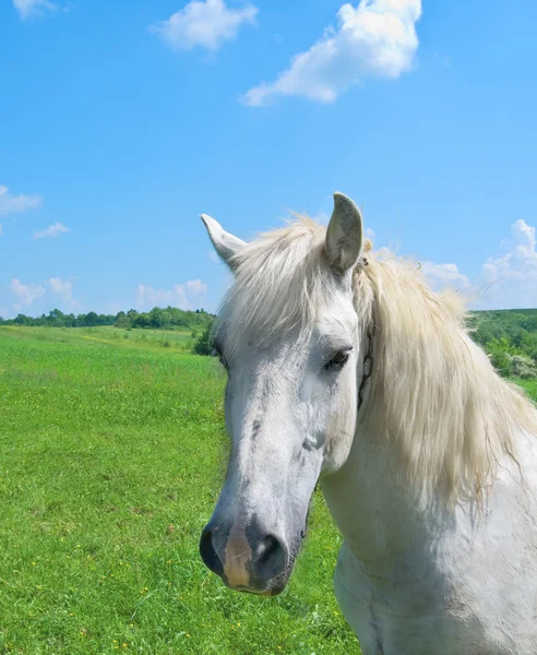 White Horse Pasture — Stock Photo, Image