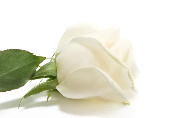 Valkoinen ruusu — kuvapankkivalokuva