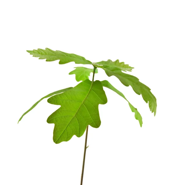 Young Tree Oak Isolated White — Stock Photo, Image