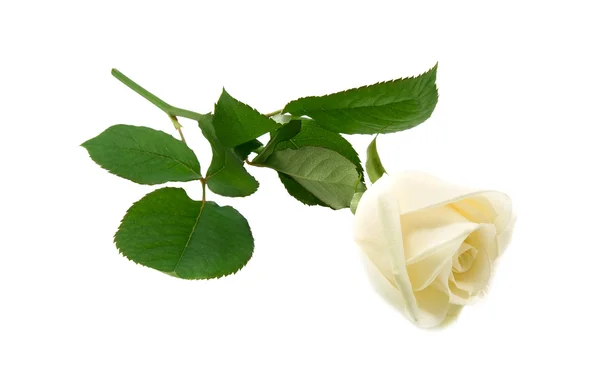 Valkoinen Ruusu Eristetty Valkoisella Taustalla — kuvapankkivalokuva