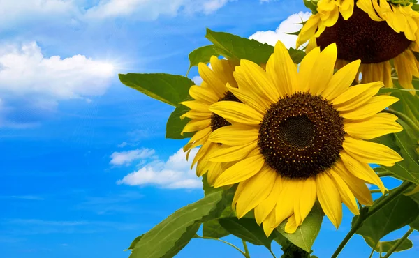 Schöne Gelbe Sonnenblume Der Sonne Vor Blauem Himmel — Stockfoto
