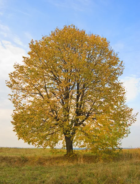 Árvore Outono Céu Fundo — Fotografia de Stock