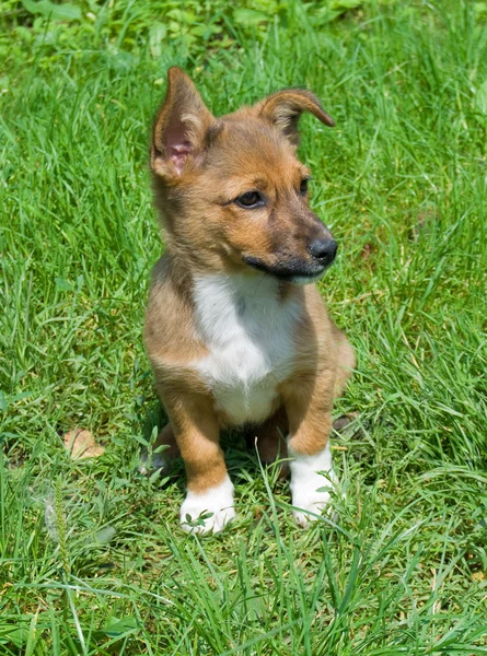 Kleiner Hund Grünen Gras — Stockfoto