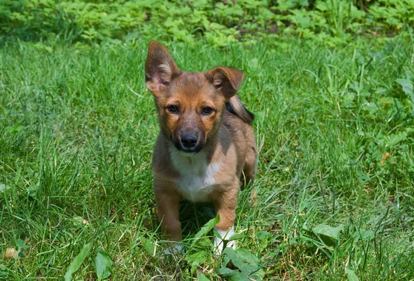 Liten Hund Ett Grönt Gräs — Stockfoto