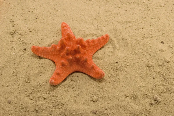 Kum Üzerine Bir Deniz Yıldızı Var — Stok fotoğraf