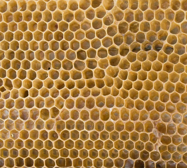 Bienenwaben Werden Von Einem Großen Plan Genommen — Stockfoto