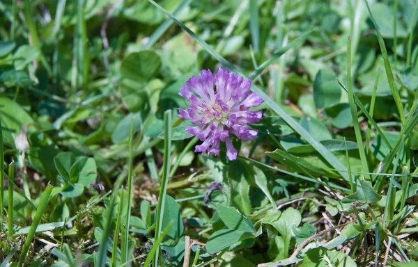 Flowering Clover — Stock Photo, Image