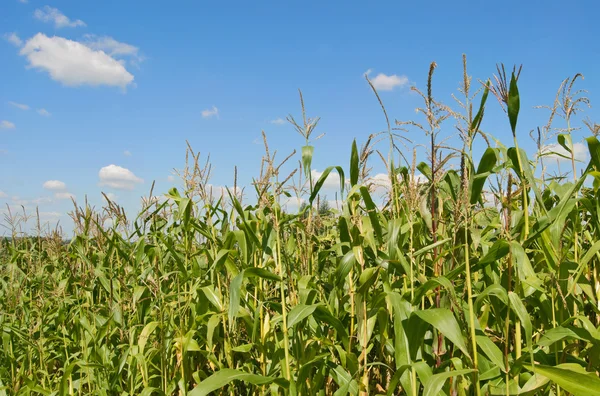 stock image Plantation of corn is on a background sky