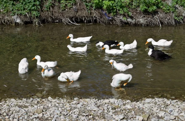 Stock image Ducks float in the river