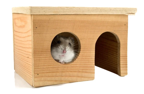 stock image Hamster