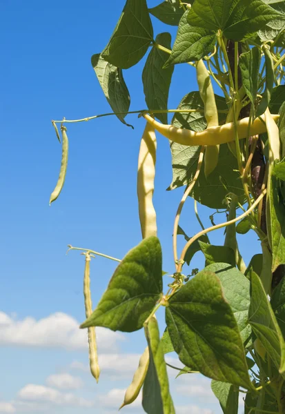 Luštěniny fazole — Stock fotografie