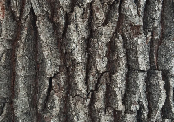 一棵橡树的树皮的特写镜头 — 图库照片