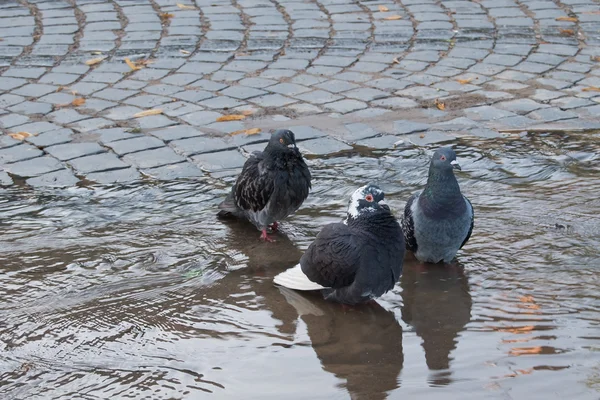 Üç güvercin — Stok fotoğraf