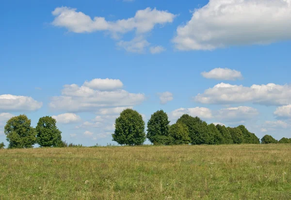 Trees are on a background sky — Stock Photo, Image