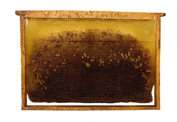 Бджола сотами — стокове фото