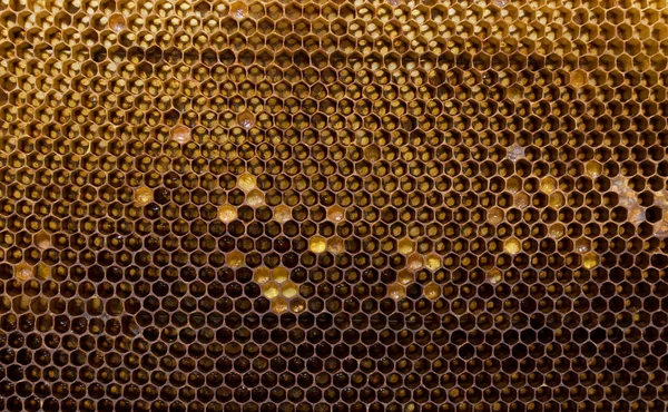 Arı Peteğin Büyük Bir Plan Alınır — Stok fotoğraf
