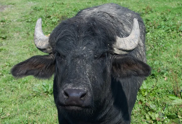 Black buffalo — Stock Photo, Image